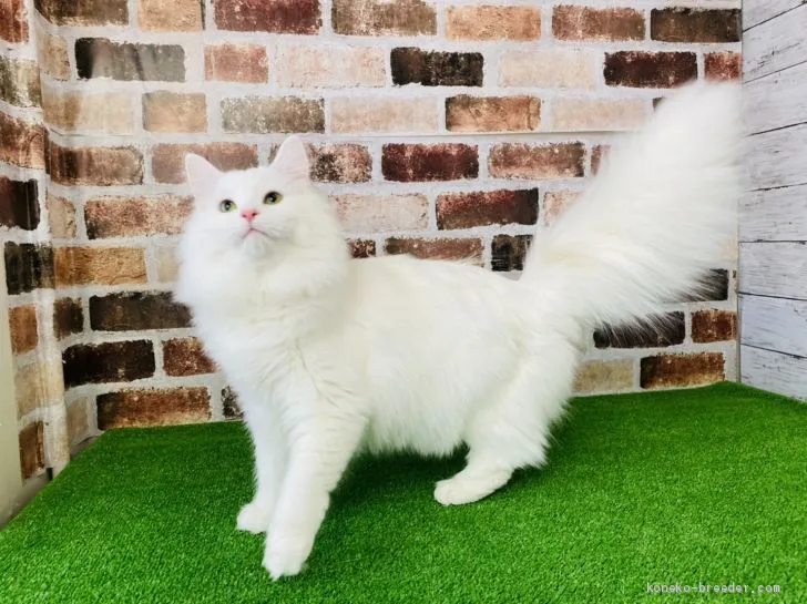 ID：2006-01514の子猫