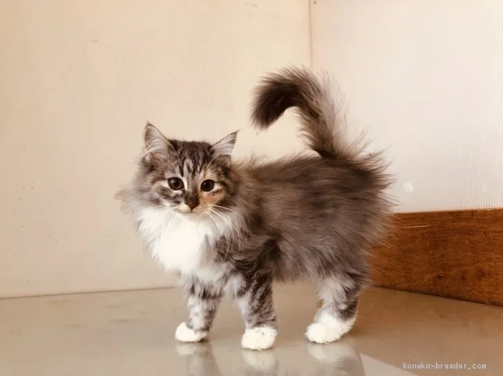 ID:1909-01794の子猫
