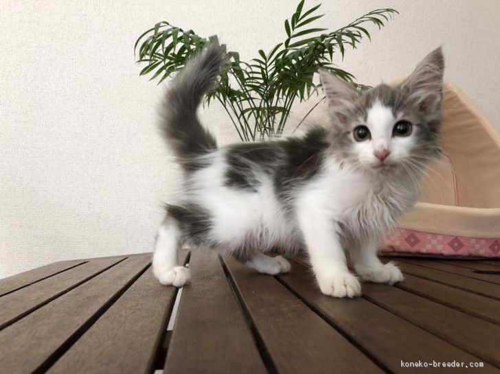 あかさたな 様のお迎えした子猫