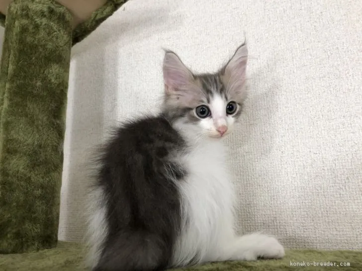 T 様のお迎えした子猫