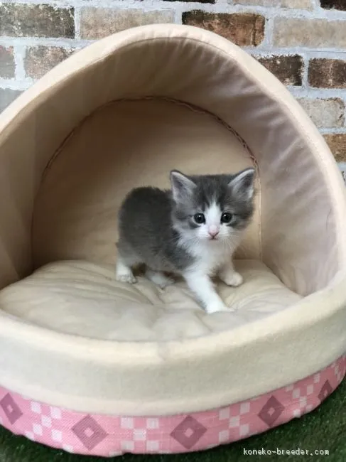 ダンテス 様のお迎えした子猫