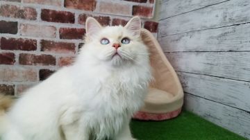 サイベリアン【愛知県・男の子・2021年5月30日・クリームリンクスポイント （トリプルコート）】の写真「碧い瞳のふわもこイケメン君♪」