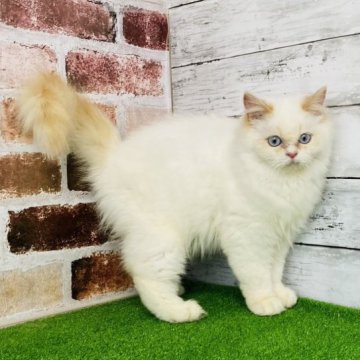 サイベリアン【愛知県・女の子・2022年12月22日・クリームリンクスポイントミテッド （トリプルコートロング　）】の写真「出産、子育て経験あり！子煩悩で優しい若母ニャンコ✨」