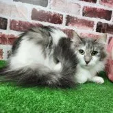 ノルウェージャンフォレストキャット【愛知県・女の子・2022年1月7日・ブルータビー&ホワイト 】の写真1