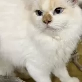 サイベリアン【愛知県・男の子・2023年8月20日・クリームリンクスポイントミテッド 】の写真1