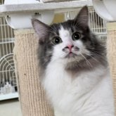 ノルウェージャンフォレストキャット