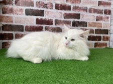 ノルウェージャンフォレストキャット【・男の子・2022年2月2日・ホワイトソリッド(ブルーグリーンゴールド)】