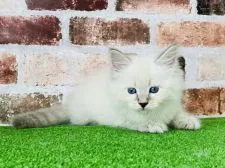 サイベリアン【愛知県・女の子・2021年5月19日・ブルーリンクスポイント】の写真2