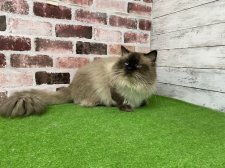 サイベリアン【・男の子・2023年3月13日・シールリンクスポイント】