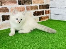 サイベリアン【愛知県・女の子・2021年5月19日・ブルーリンクスポイント】の写真4