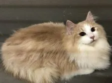 ノルウェージャンフォレストキャット【愛知県・男の子・2018年5月30日・クリームタビー&ホワイト】の写真4