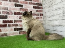 サイベリアン【・男の子・2023年3月13日・シールリンクスポイント】