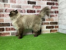 サイベリアン【・男の子・2023年3月13日・シールリンクスポイント】