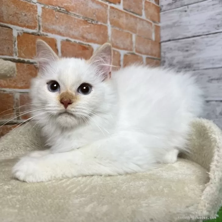 サイベリアン【愛知県・男の子・2025年6月1日・クリームリンクスポイント 】の写真1