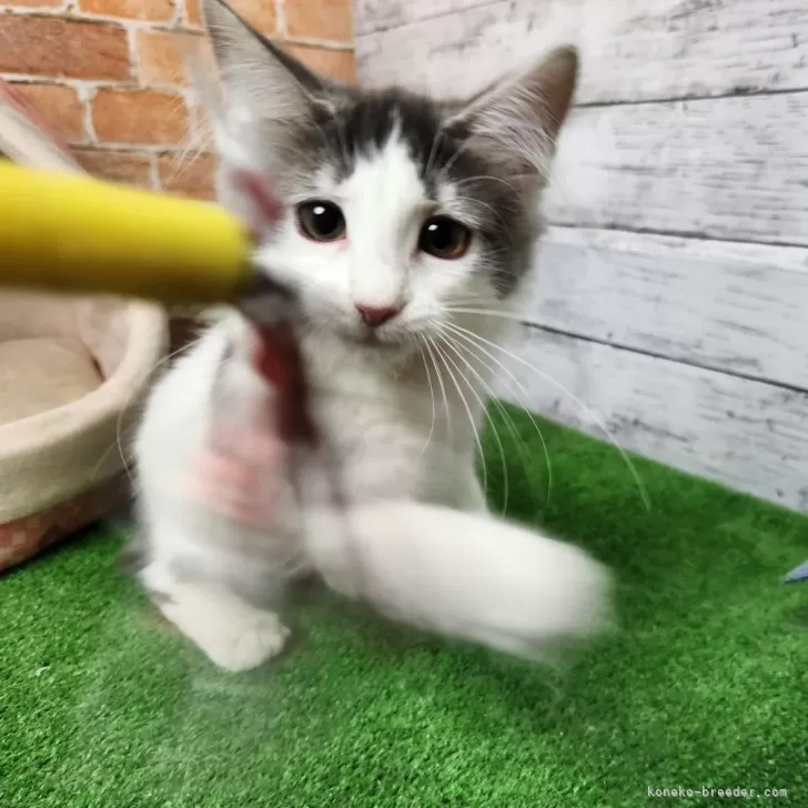 ノルウェージャンフォレストキャット【愛知県・女の子・2025年3月9日・ブルータビー&amp;ホワイト 】の写真1