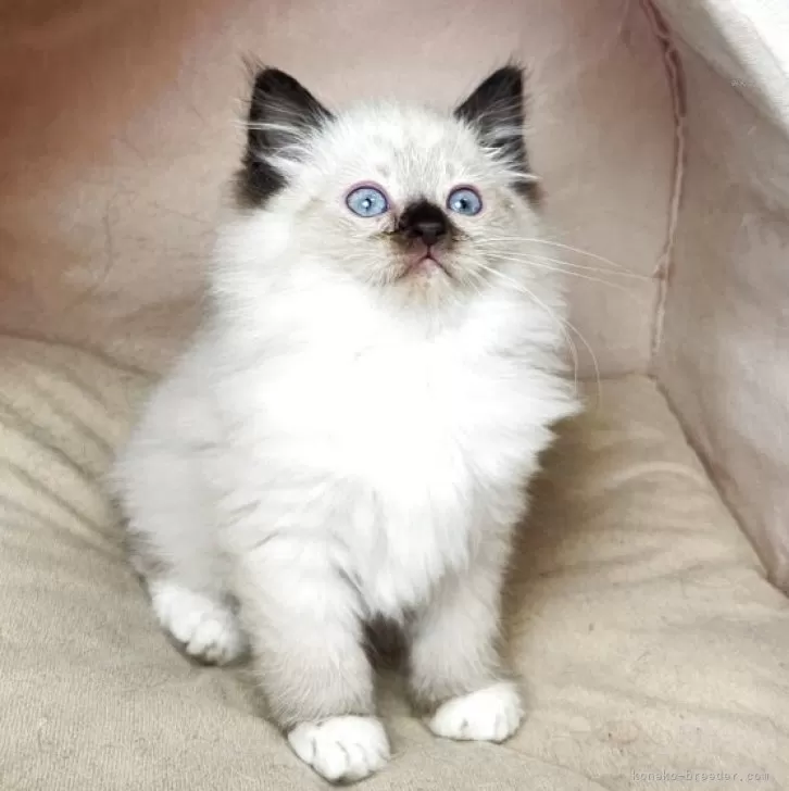 ID：2505-00354の子猫
