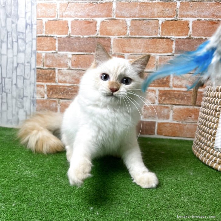 ブリーダー画像