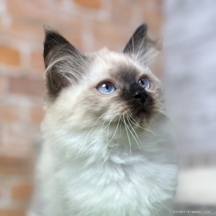 みあ 様のお迎えした子猫