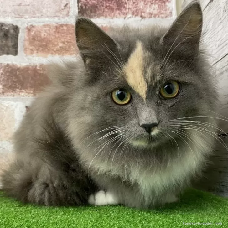 ID：2411-02819の子猫