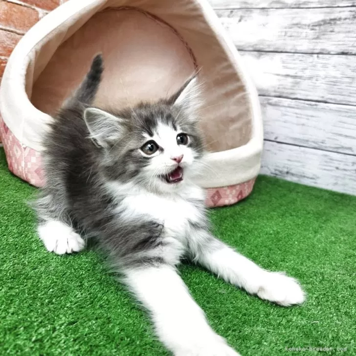 ID:2505-00388の子猫