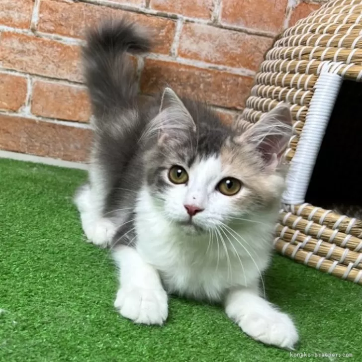 ノルウェージャンフォレストキャット【愛知県・女の子・2025年5月18日・ブルーパッチドタビー&amp;ホワイト】の写真1