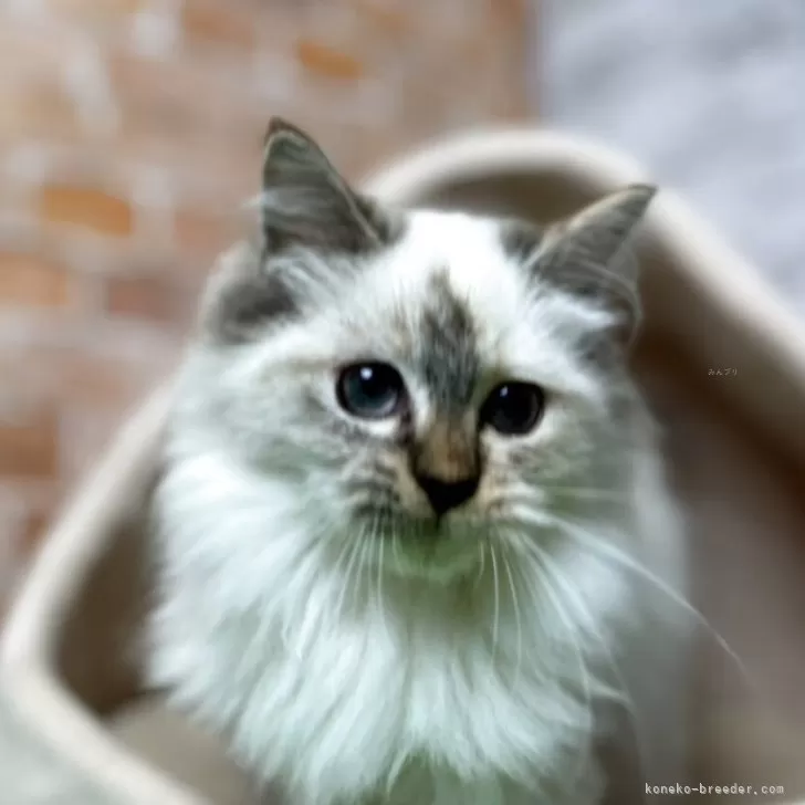 サイベリアン【愛知県・女の子・2025年6月7日・シールトーティポイント 】の写真1