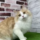 ノルウェージャンフォレストキャット