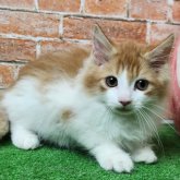 ノルウェージャンフォレストキャット