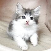 ノルウェージャンフォレストキャット
