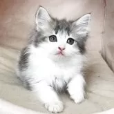 ノルウェージャンフォレストキャット