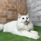 ノルウェージャンフォレストキャット