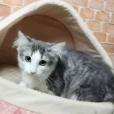 ノルウェージャンフォレストキャット