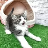 ノルウェージャンフォレストキャット