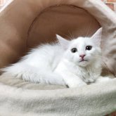 ノルウェージャンフォレストキャット