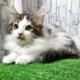 ノルウェージャンフォレストキャット