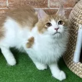 ノルウェージャンフォレストキャット