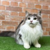 ノルウェージャンフォレストキャット