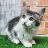 ノルウェージャンフォレストキャット