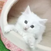 ノルウェージャンフォレストキャット