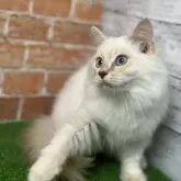 サイベリアン【愛知県・男の子・2025年6月7日・クリームリンクスポイント 】の写真2