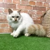 サイベリアン【愛知県・男の子・2025年3月3日・クリームリンクスポイントミテッド】の写真2