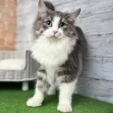 ノルウェージャンフォレストキャット【愛知県・男の子・2025年8月17日・ブルーマッカレルタビー&ホワイト 】の写真3
