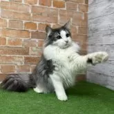 ノルウェージャンフォレストキャット【愛知県・男の子・2025年3月9日・ブルータビー&ホワイト 】の写真3