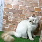 サイベリアン【愛知県・男の子・2025年3月3日・クリームリンクスポイントミテッド】の写真3