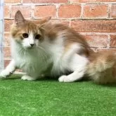 ノルウェージャンフォレストキャット【愛知県・男の子・2025年5月18日・レッドタビー&ホワイト】の写真3