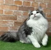 ノルウェージャンフォレストキャット【愛知県・男の子・2025年3月9日・ブルータビー&ホワイト 】の写真4