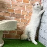 サイベリアン【愛知県・男の子・2025年6月1日・クリームリンクスポイント 】の写真4