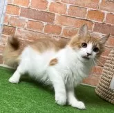 ノルウェージャンフォレストキャット【愛知県・男の子・2025年5月18日・レッドタビー&ホワイト】の写真4