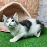 ノルウェージャンフォレストキャット【愛知県・女の子・2025年3月9日・ブルータビー&ホワイト 】の写真5