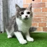 ノルウェージャンフォレストキャット【愛知県・女の子・2025年5月18日・ブルーパッチドタビー&ホワイト】の写真2